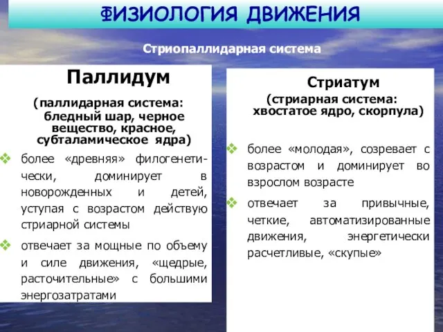 ФИЗИОЛОГИЯ ДВИЖЕНИЯ Стриатум (стриарная система: хвостатое ядро, скорпула) более «молодая», созревает