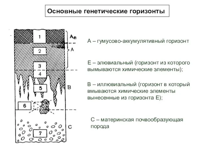 Основные генетические горизонты С – материнская почвообразующая порода А – гумусово-аккумулятивный