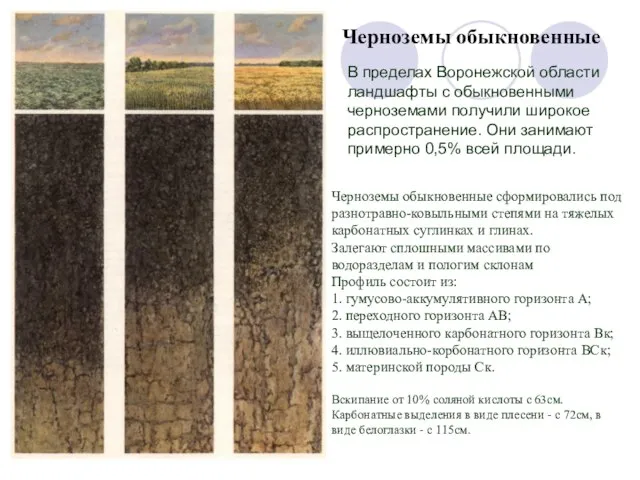 Черноземы обыкновенные В пределах Воронежской области ландшафты с обыкновенными черноземами получили