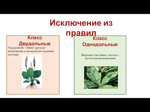 Подорожник – имеет дуговое жилкование и мочковатая корневая система Класс Двудольные