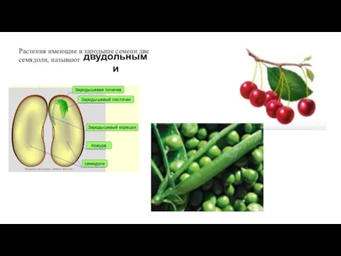 Растения имеющие в зародыше семени две семядоли, называют двудольными