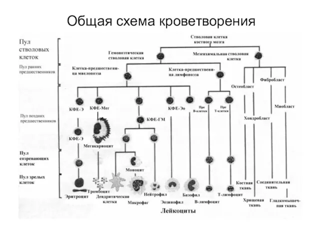 Общая схема кроветворения