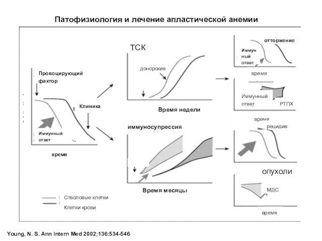 Young, N. S. Ann Intern Med 2002;136:534-546 Патофизиология и лечение апластической