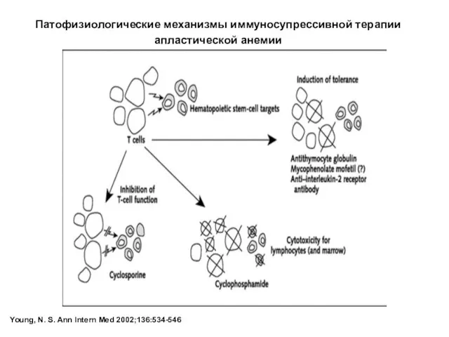 Young, N. S. Ann Intern Med 2002;136:534-546 Патофизиологические механизмы иммуносупрессивной терапии апластической анемии