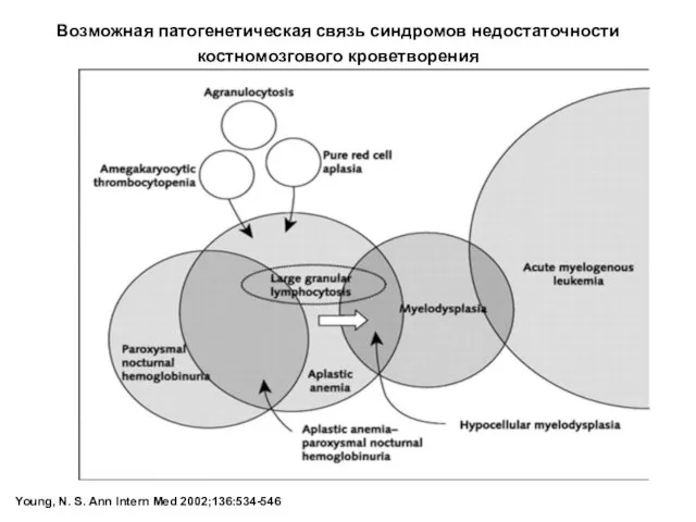 Young, N. S. Ann Intern Med 2002;136:534-546 Возможная патогенетическая связь синдромов недостаточности костномозгового кроветворения