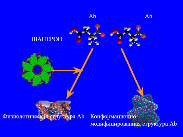 Аb ШАПЕРОН Аb Физиологическая структура Аb Конформационно-модифицированная структура Аb