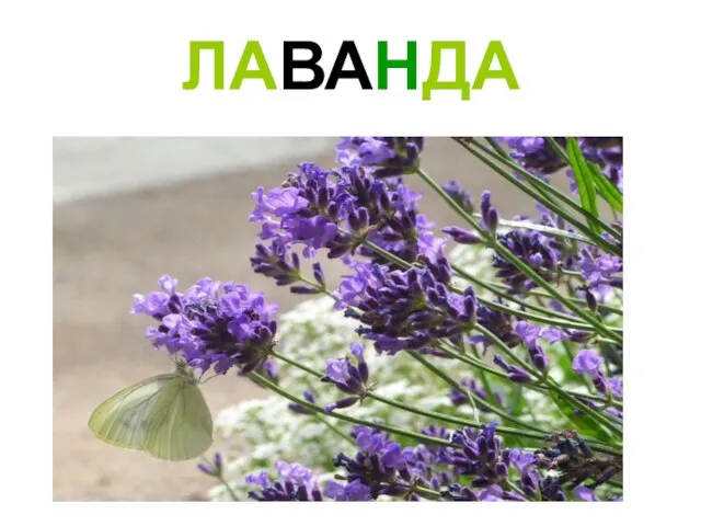 ЛАВАНДА