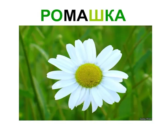 РОМАШКА