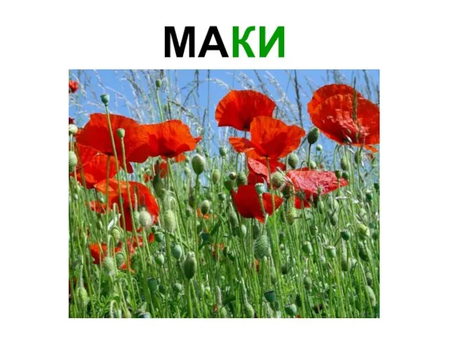 МАКИ