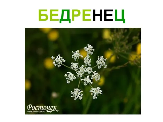 БЕДРЕНЕЦ