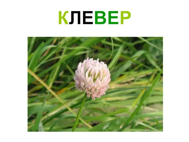 КЛЕВЕР