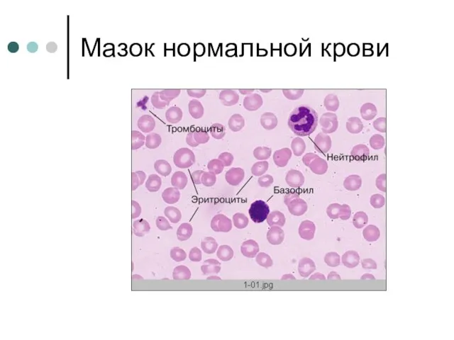 Мазок нормальной крови