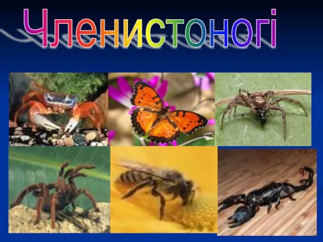 Членистоногі