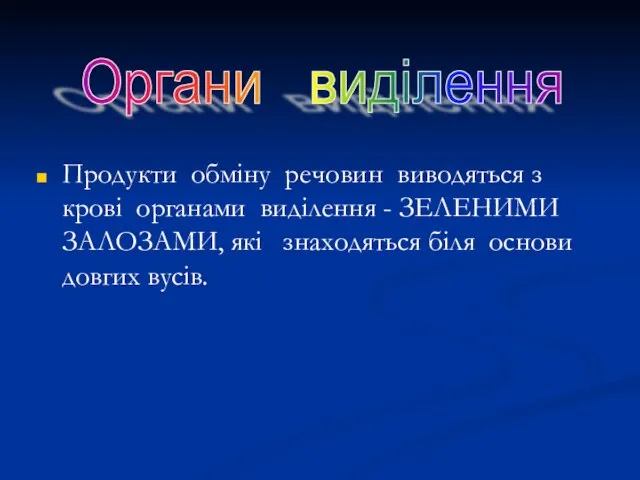 Продукти обміну речовин виводяться з крові органами виділення - ЗЕЛЕНИМИ ЗАЛОЗАМИ,