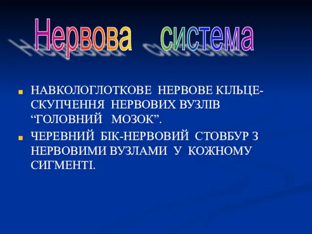 НАВКОЛОГЛОТКОВЕ НЕРВОВЕ КІЛЬЦЕ-СКУПЧЕННЯ НЕРВОВИХ ВУЗЛІВ “ГОЛОВНИЙ МОЗОК”. ЧЕРЕВНИЙ БІК-НЕРВОВИЙ СТОВБУР З