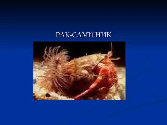 РАК-САМІТНИК