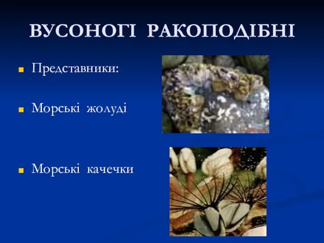 ВУСОНОГІ РАКОПОДІБНІ Представники: Морські жолуді Морські качечки