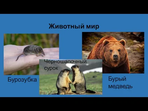 Животный мир Бурый медведь Черношапочный сурок Бурозубка