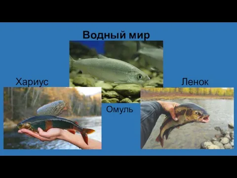 Водный мир Ленок Хариус Омуль