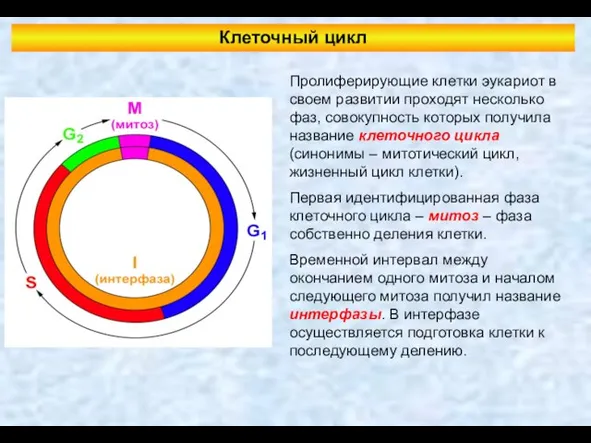 Клеточный цикл Пролиферирующие клетки эукариот в своем развитии проходят несколько фаз,