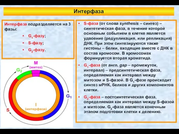 Интерфаза S-фаза (от слова synthesis – синтез) – синтетическая фаза, в