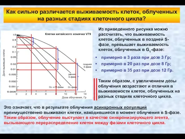 Как сильно различается выживаемость клеток, облученных на разных стадиях клеточного цикла?