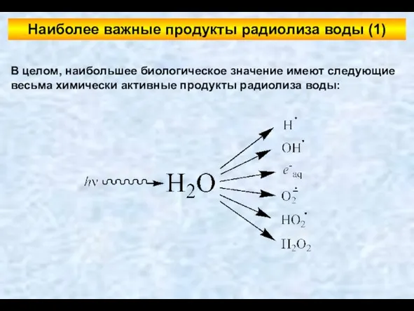 В целом, наибольшее биологическое значение имеют следующие весьма химически активные продукты