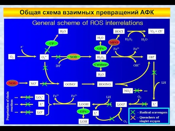 Общая схема взаимных превращений АФК