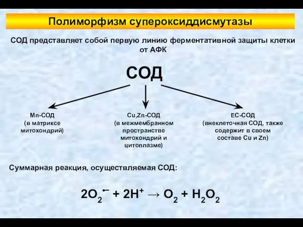 Полиморфизм супероксиддисмутазы СОД Mn-СОД (в матриксе митохондрий) Cu,Zn-СОД (в межмембранном пространстве