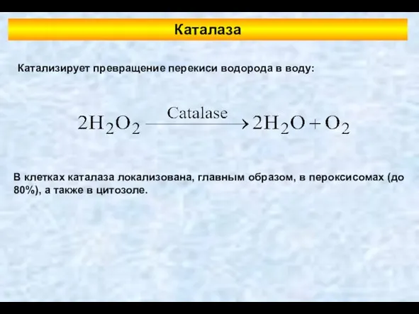 Каталаза Катализирует превращение перекиси водорода в воду: В клетках каталаза локализована,