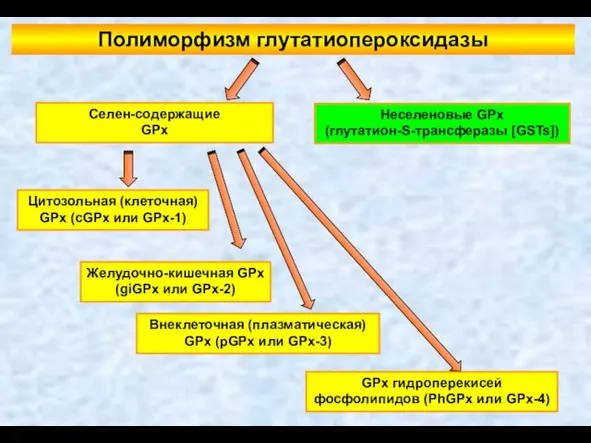 Селен-содержащие GPx Неселеновые GPx (глутатион-S-трансферазы [GSTs]) Цитозольная (клеточная) GPx (cGPx или