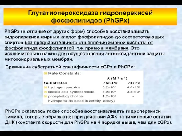 Глутатиопероксидаза гидроперекисей фосфолипидов (PhGPx) PhGPx (в отличие от других форм) способна