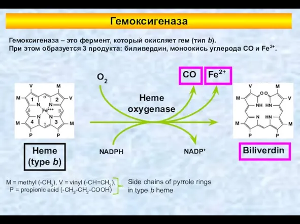 Гемоксигеназа NADPH NADP+ O2 CO Fe2+ Heme oxygenase Biliverdin Гемоксигеназа –