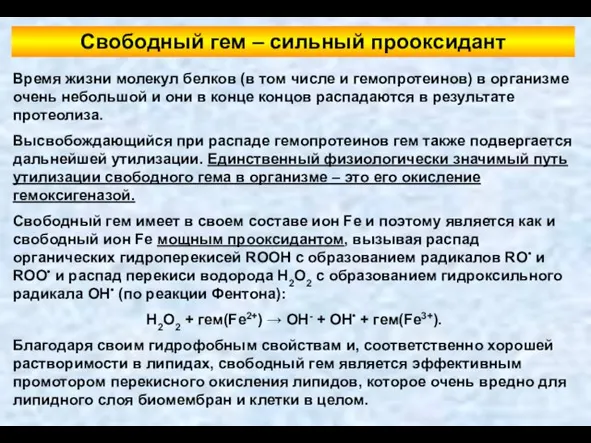 Свободный гем – сильный прооксидант Время жизни молекул белков (в том