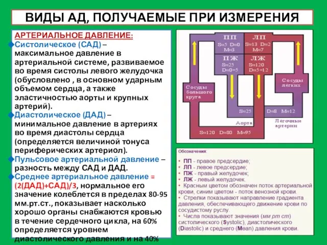 ВИДЫ АД, ПОЛУЧАЕМЫЕ ПРИ ИЗМЕРЕНИЯ АРТЕРИАЛЬНОЕ ДАВЛЕНИЕ: Систолическое (САД) – максимальное