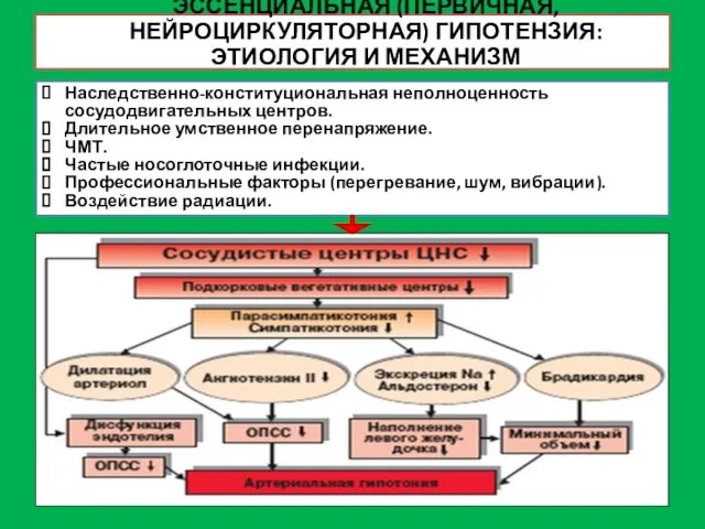 ЭССЕНЦИАЛЬНАЯ (ПЕРВИЧНАЯ, НЕЙРОЦИРКУЛЯТОРНАЯ) ГИПОТЕНЗИЯ: ЭТИОЛОГИЯ И МЕХАНИЗМ Наследственно-конституциональная неполноценность сосудодвигательных центров.