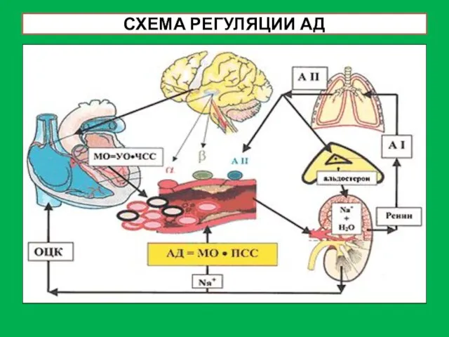 СХЕМА РЕГУЛЯЦИИ АД