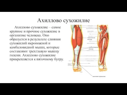 Ахиллово сухожилие Ахиллово сухожилие – самое крупное и прочное сухожилие в