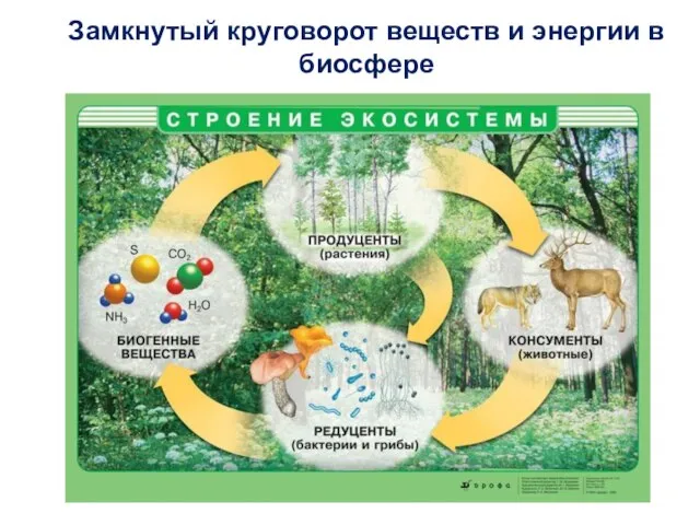 Замкнутый круговорот веществ и энергии в биосфере