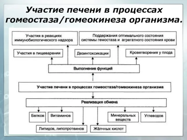 Участие печени в процессах гомеостаза/гомеокинеза организма.