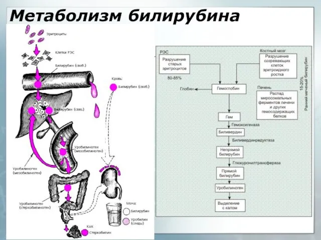 Метаболизм билирубина