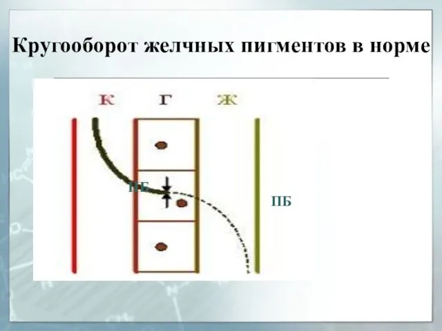 Кругооборот желчных пигментов в норме НБ ПБ