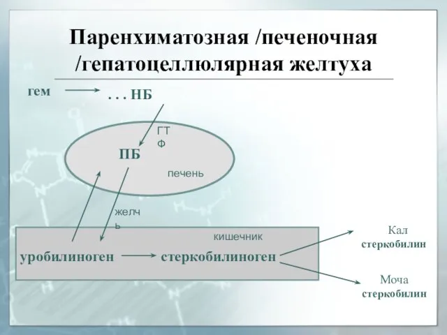 Паренхиматозная /печеночная /гепатоцеллюлярная желтуха гем . . . НБ ПБ печень