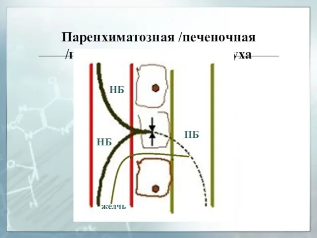 Паренхиматозная /печеночная /гепатоцеллюлярная желтуха НБ ПБ желчь НБ