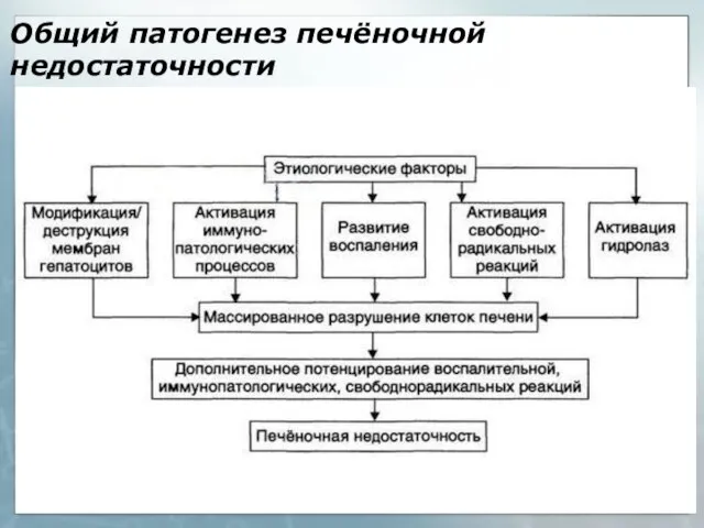 Общий патогенез печёночной недостаточности