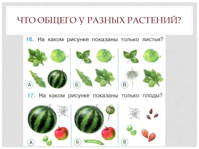 ЧТО ОБЩЕГО У РАЗНЫХ РАСТЕНИЙ?