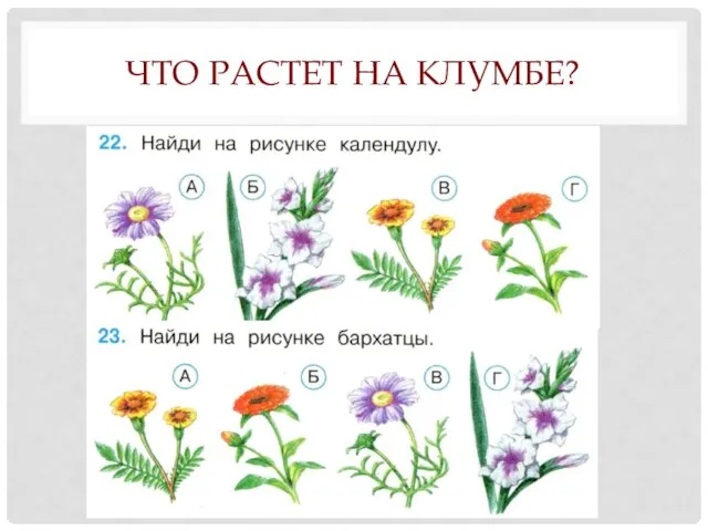 ЧТО РАСТЕТ НА КЛУМБЕ?