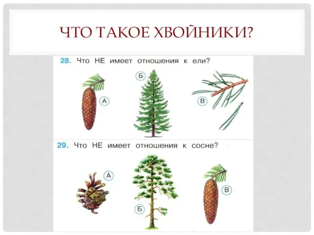 ЧТО ТАКОЕ ХВОЙНИКИ?