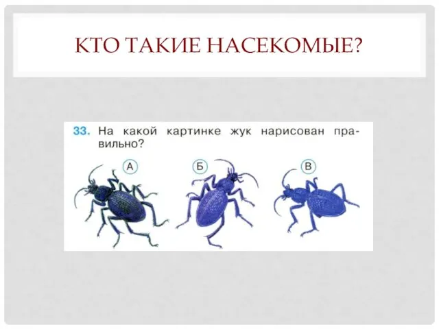 КТО ТАКИЕ НАСЕКОМЫЕ?