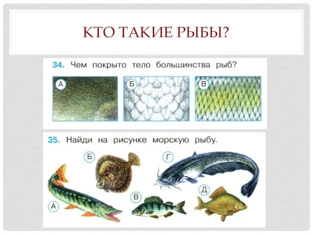 КТО ТАКИЕ РЫБЫ?